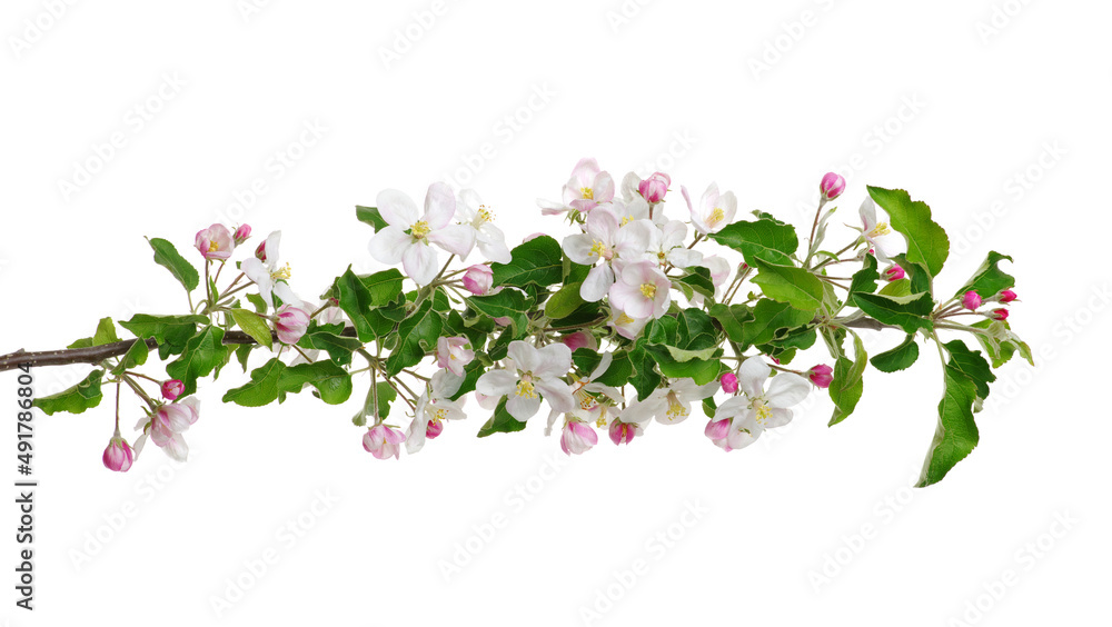 Branch with apple blossoms