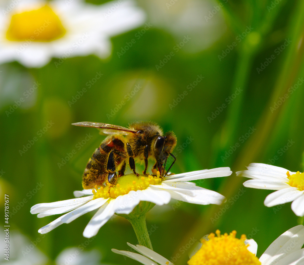  Bee on a daisy