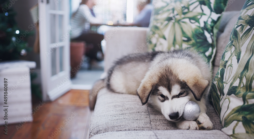 Give a dog a bone...or a bauble. Shot of an adorable husky puppy chewing on a decoration while his o