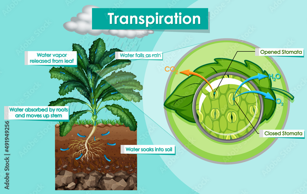 蒸腾植物示意图