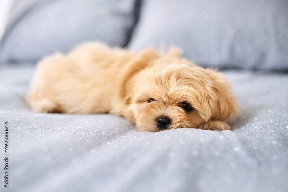 First they steal your heart, then your bed. Shot of an adorable dog resting on a bed at home.