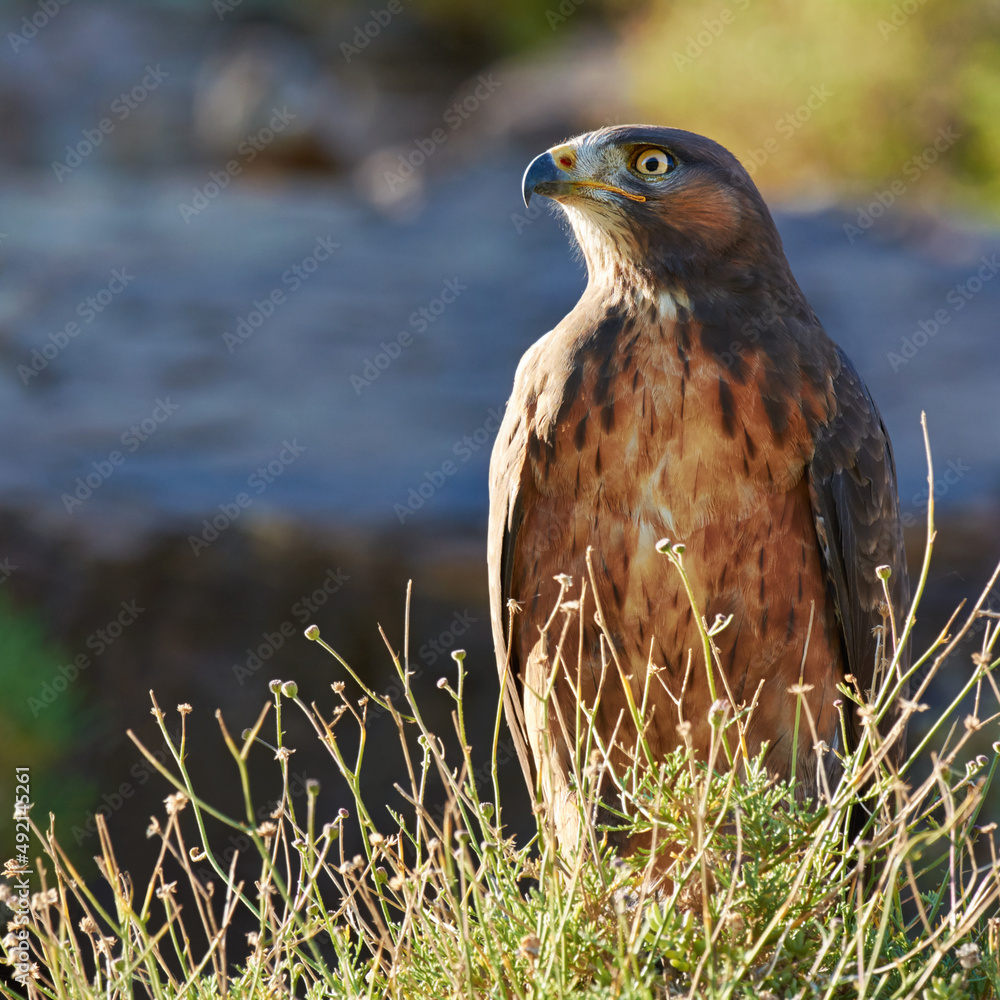 An animals eye has the power to speak. Shot of a majestic bird of prey.