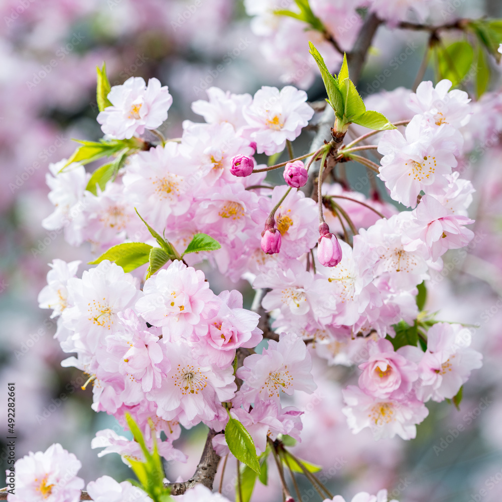 Close up of a cherry blossom tree during spring season