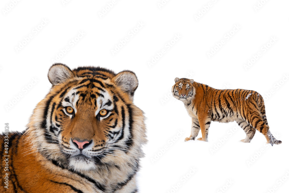 tiger portrait isolated on white background