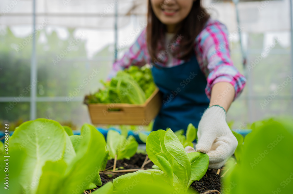 女农民拿着一篮新鲜蔬菜沙拉，检查蔬菜中是否有害虫