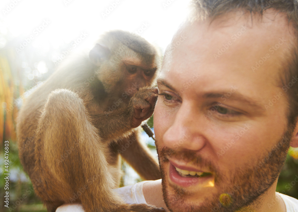 Man and monkey. A young macaque sitting on a mans shoulder grooming him.