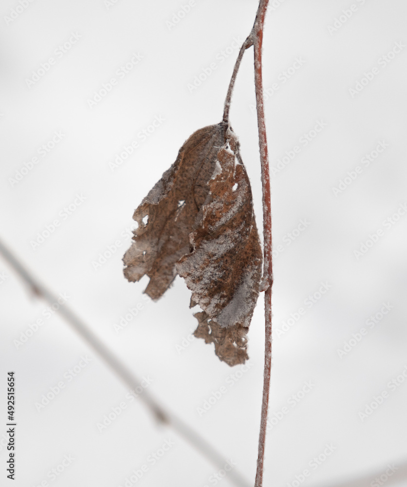 snow as a background, dry branch from under the snow