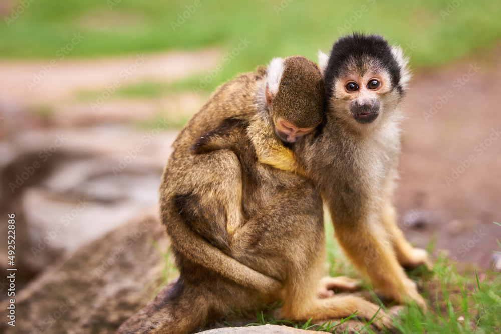 Theyre curious about the world. Shot of a cute little monkey carrying her baby.