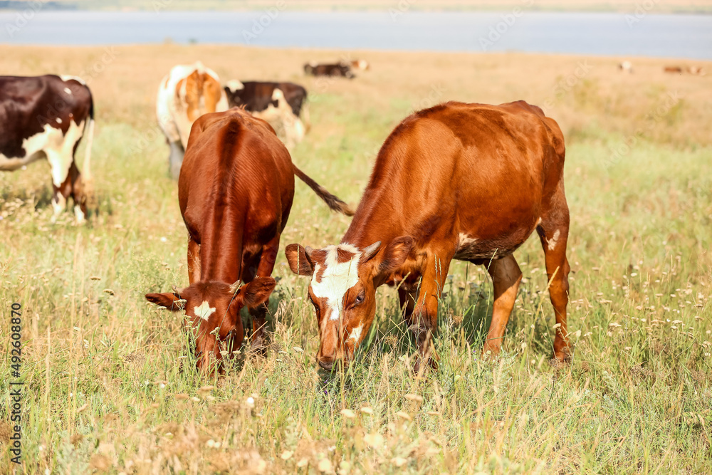 Cute cows grazing on green pasture