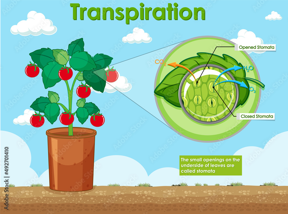 植物蒸腾作用示意图