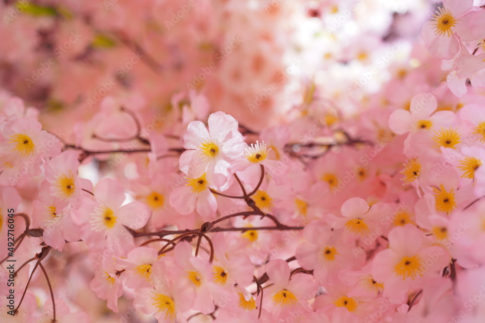 春に咲く梅の花