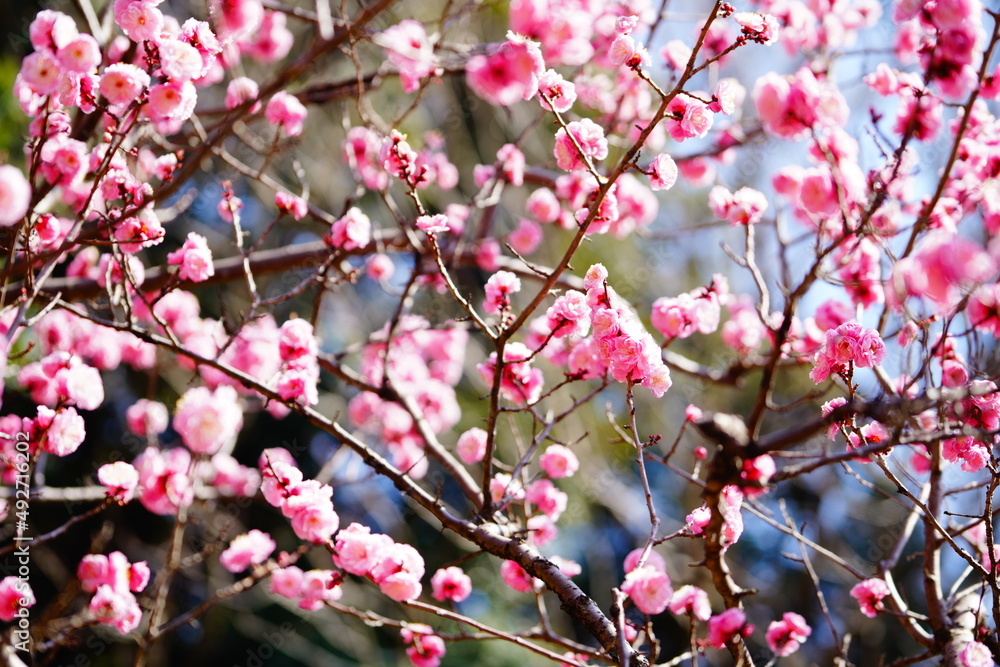 春に咲く梅の花