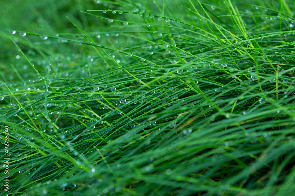 草。带露珠的新鲜绿色春草。柔和的焦点。抽象的自然背景。自然的背面