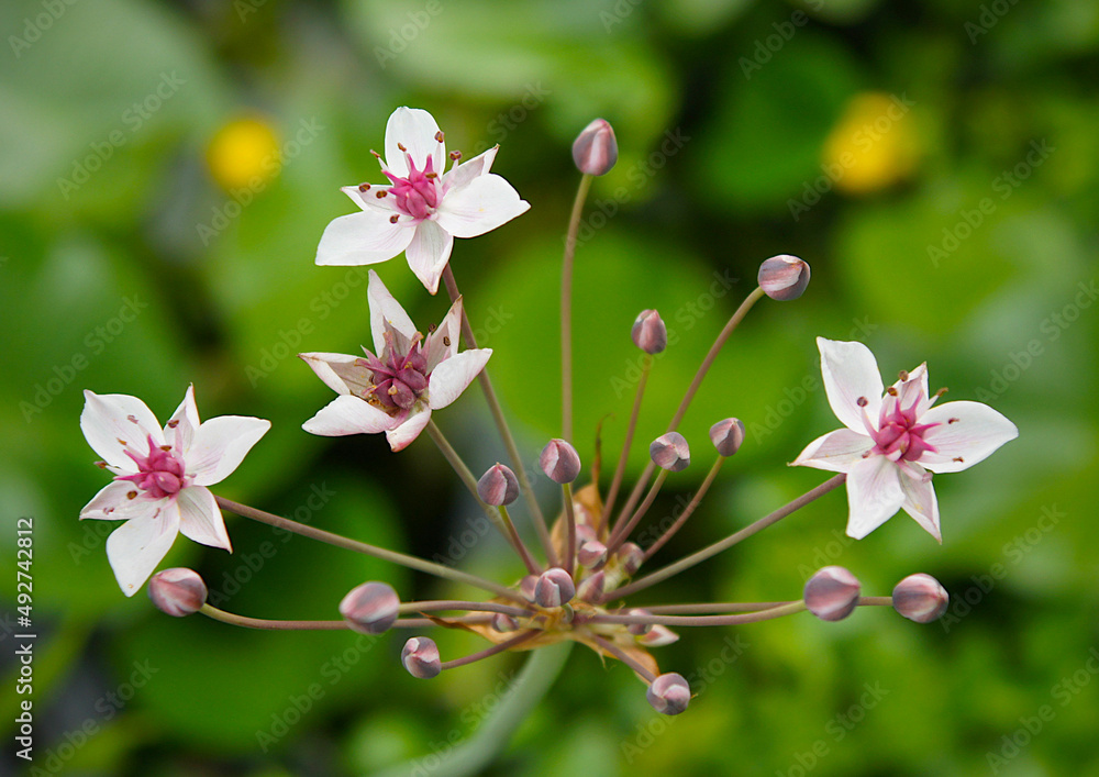 水生植物伞形Butomus umbellatus