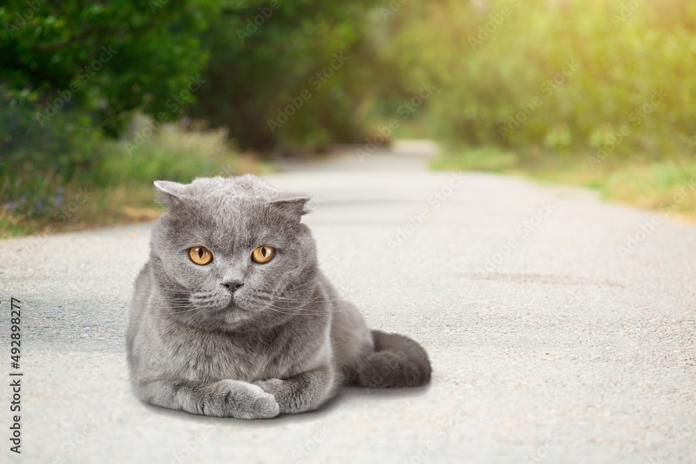 可爱的猫躺在地上，宠物概念