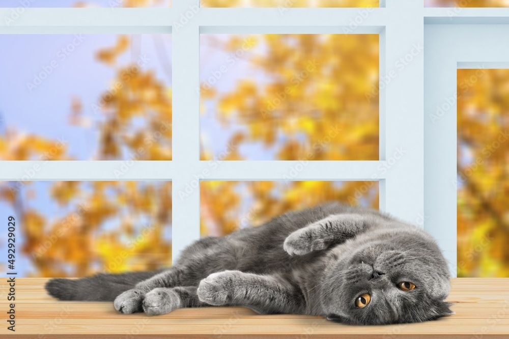 Cute red cat sitting on wood table