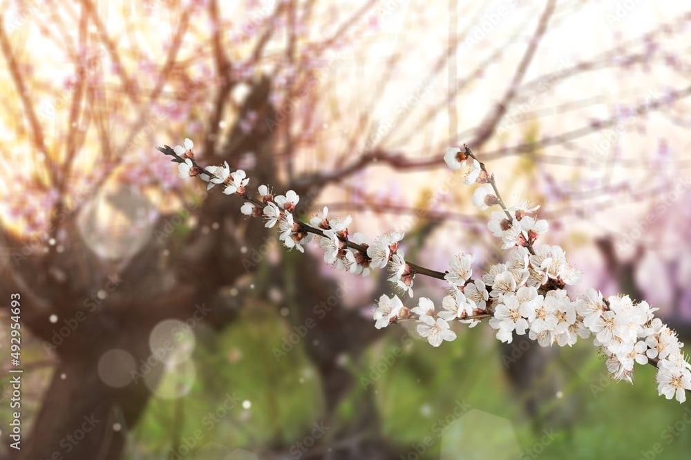 Beautiful branches of white Cherry blossoms on the tree under sky background.