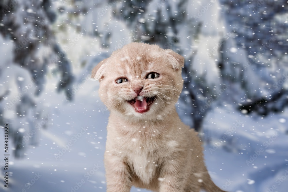 雪地里可爱小猫的肖像，以冬季森林为背景。