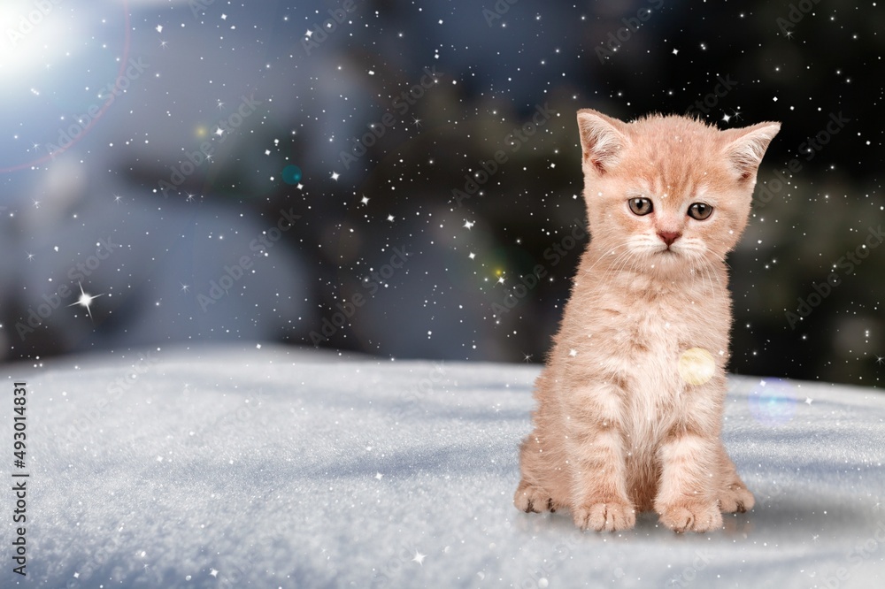 冬日森林背景下雪地里可爱小猫的肖像。