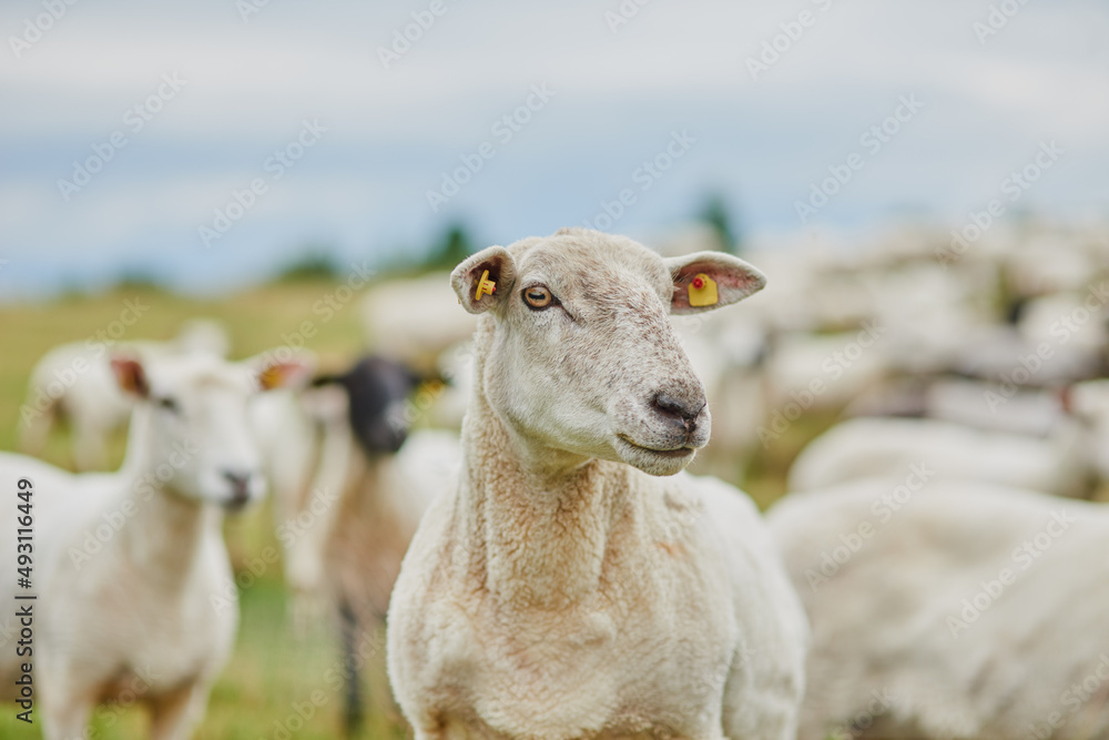 Can I help you with something. Shot of a herd of sheep grazing on a field while looking in one direc