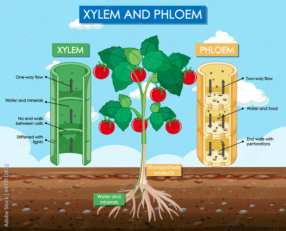 木质部和韧皮部植物示意图