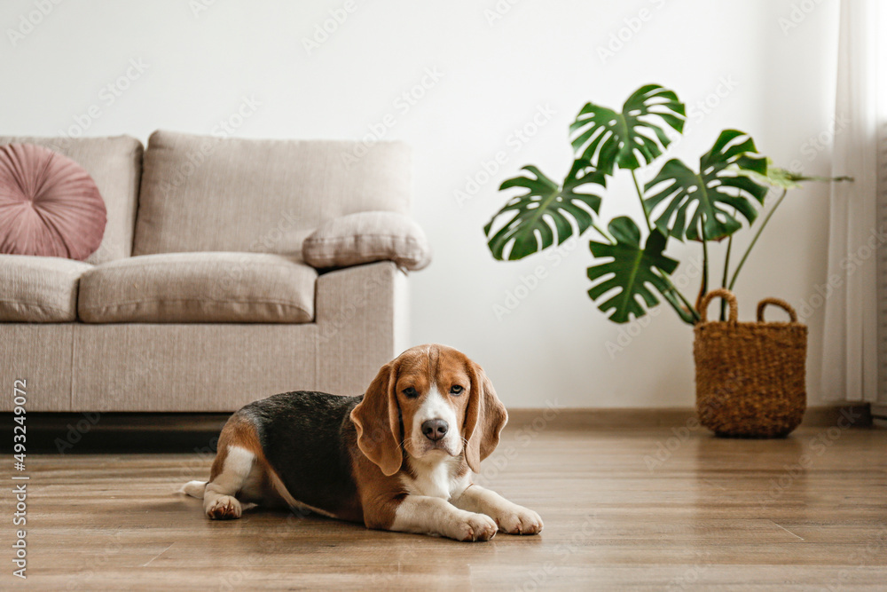 可爱的比格犬，大耳朵躺在地板上。可爱有趣的棕色、黑色和白色小狗