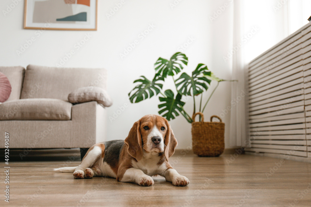 可爱的比格犬，大耳朵躺在地板上。可爱有趣的棕色、黑色和白色小狗