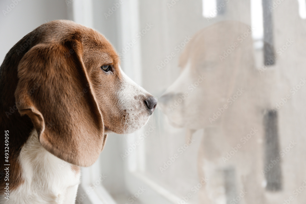 窗台上的小猎犬在等待主人，看着窗户。可爱的猎犬，很有趣