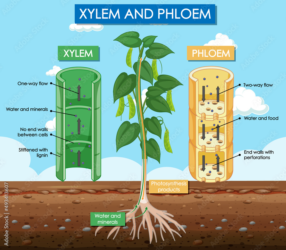 木质部和韧皮部植物示意图