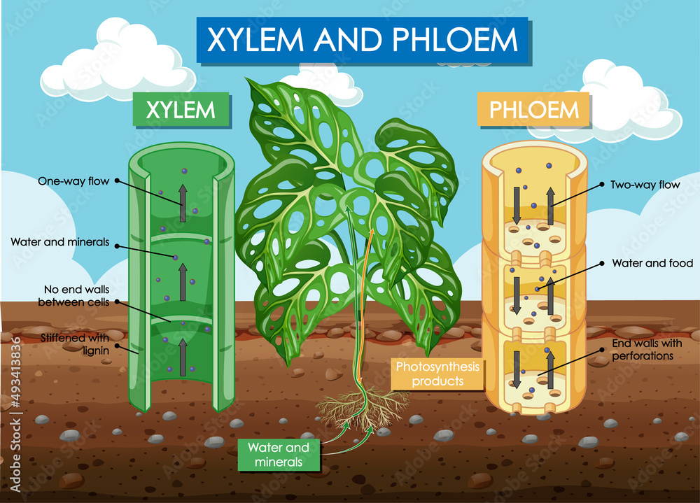 木质部和韧皮部植物示意图