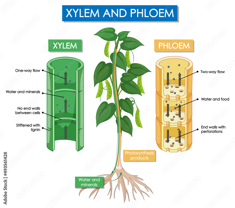 木质部和韧皮部植物示意图