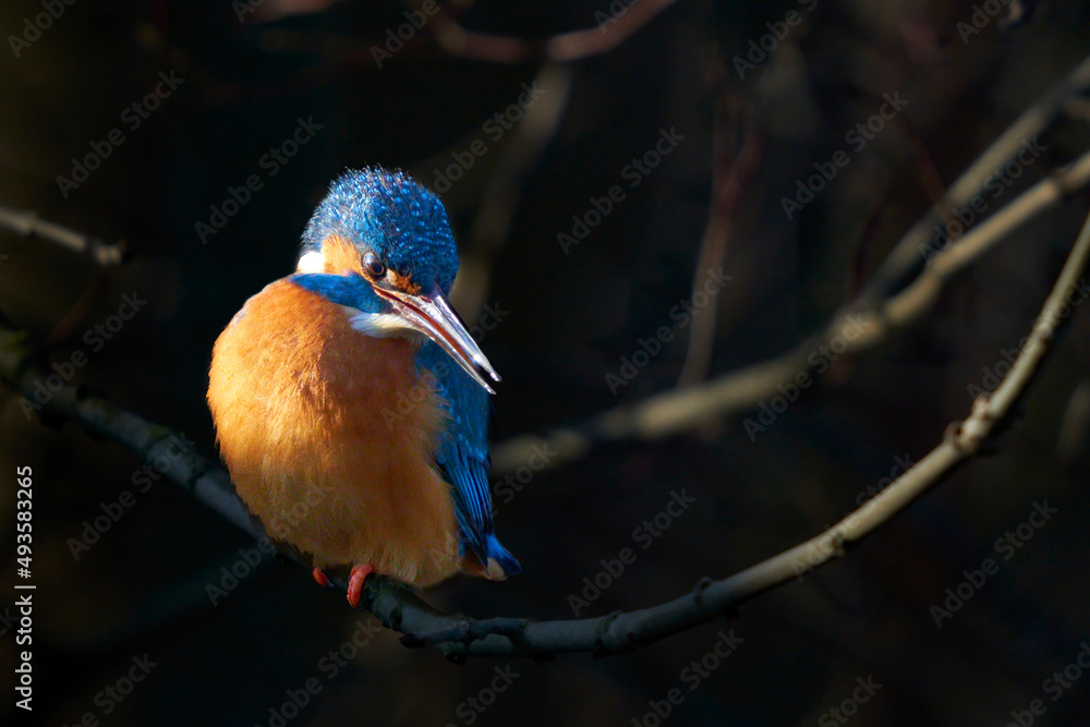 1只翠鸟（Alcedo atthis，Eisvogel）坐在树枝上，被侧面的阳光照亮