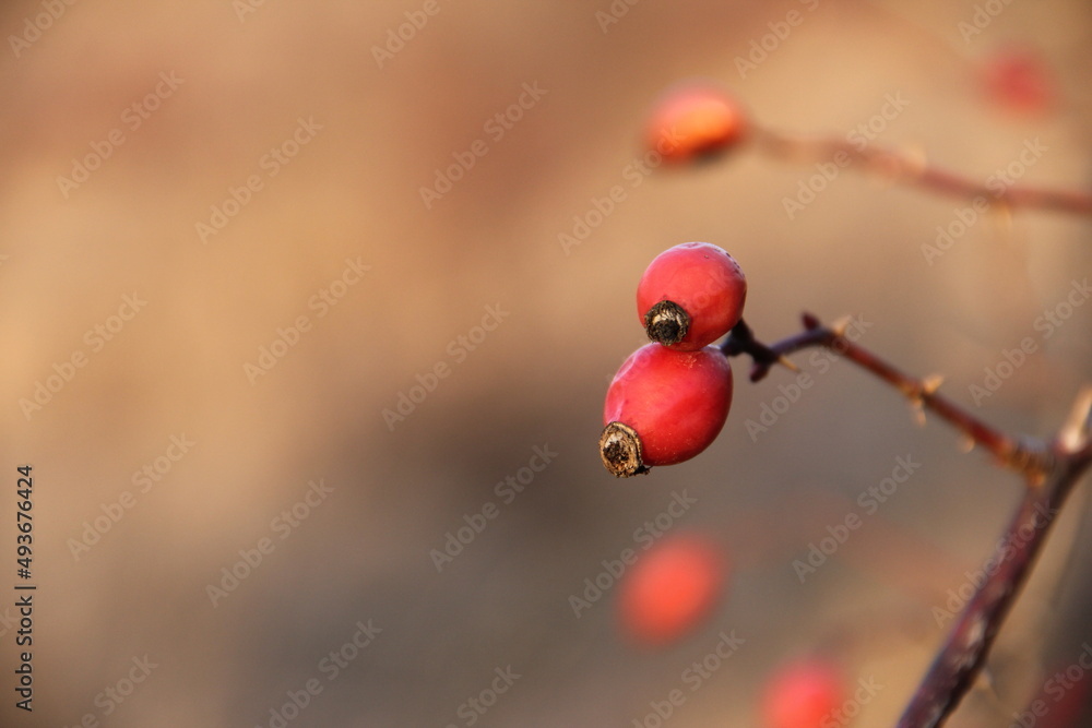 Red rose. On a blurred nature background.