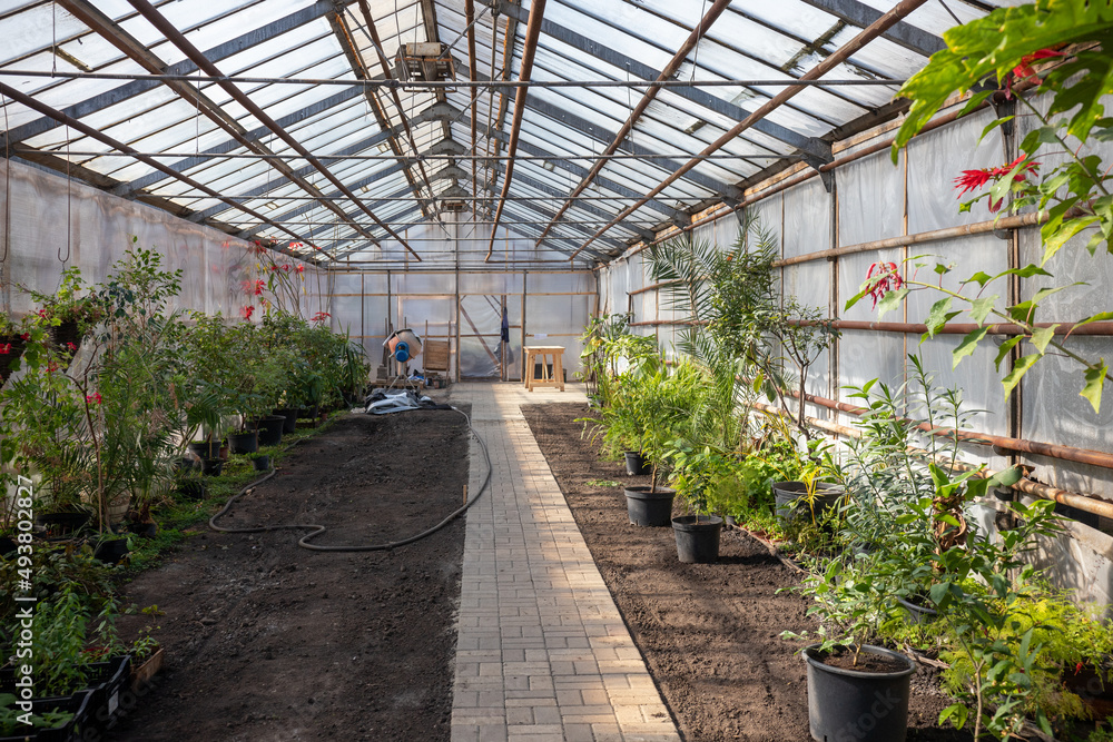 Green seedlings in a greenhouse.