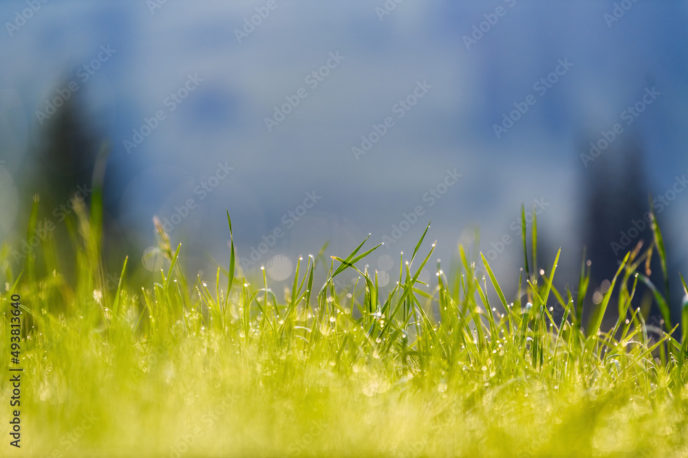 Fresh green grass with water drops