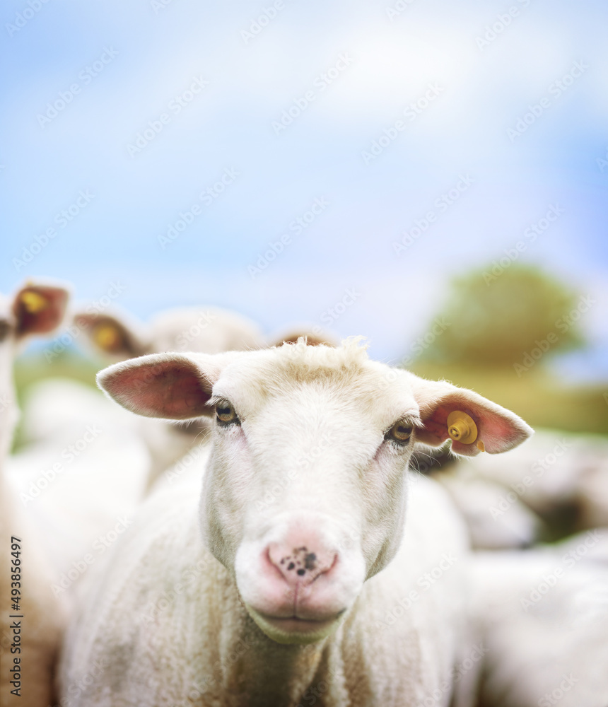 Its a sheeps life. Cropped shot of sheep on a farm.