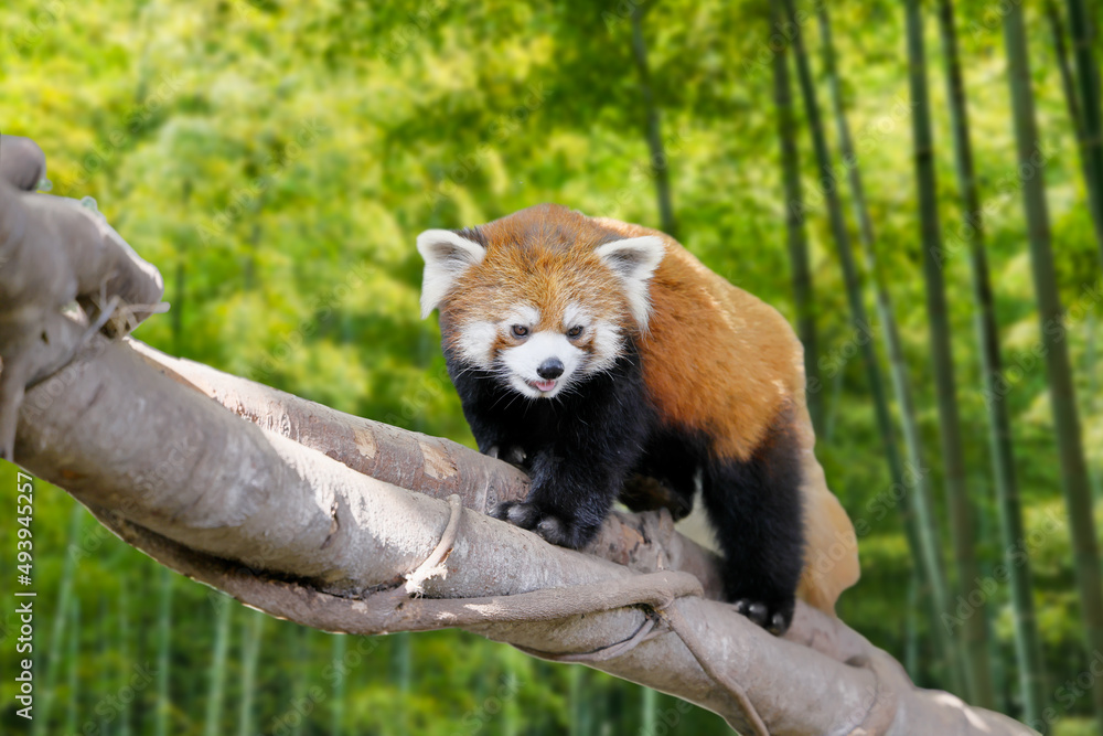 木の上を歩くレッサーパンダ