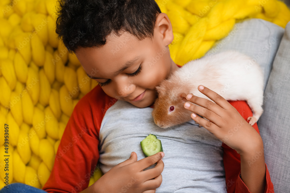 Little African-American boy feeding cute guinea pig at home