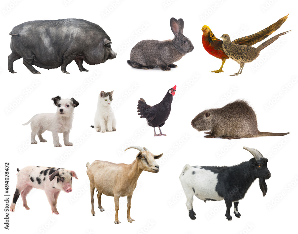 farm animals isolated on white background