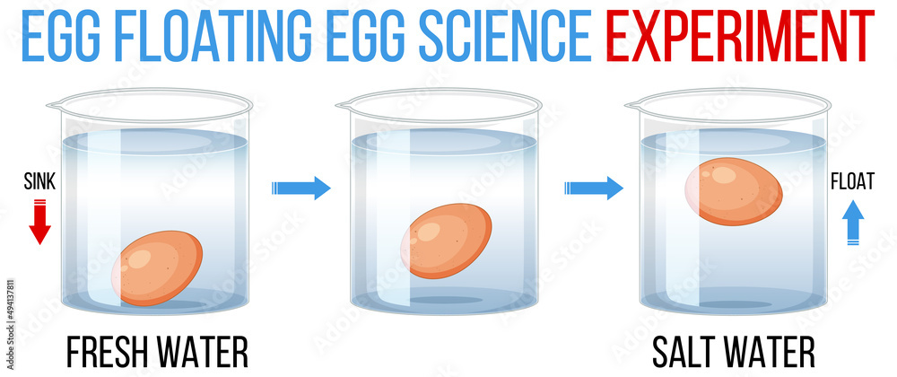 新鲜鸡蛋科学实验