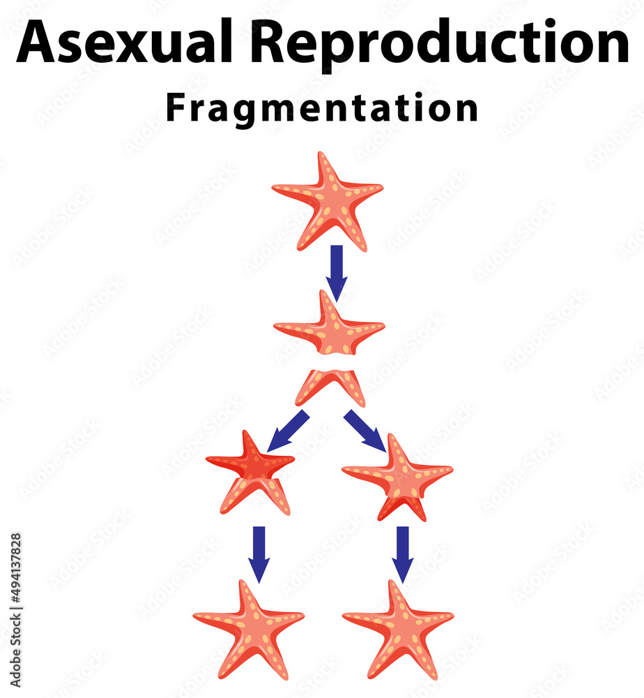 海星的无性繁殖碎片化