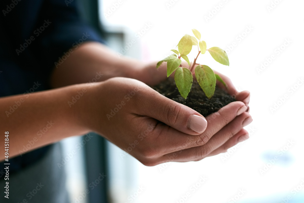 从一出生就培育公司。一棵发芽的植物被一个无法辨认的婴儿抱着的裁剪镜头