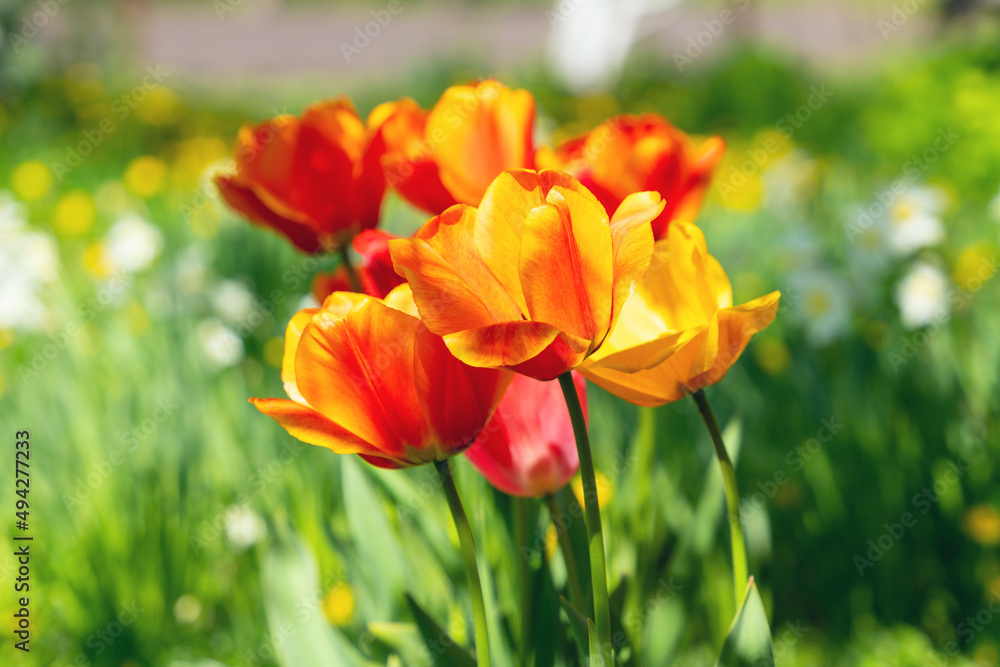 Beautiful flowers of red-yellow tulip bloom in the spring garden