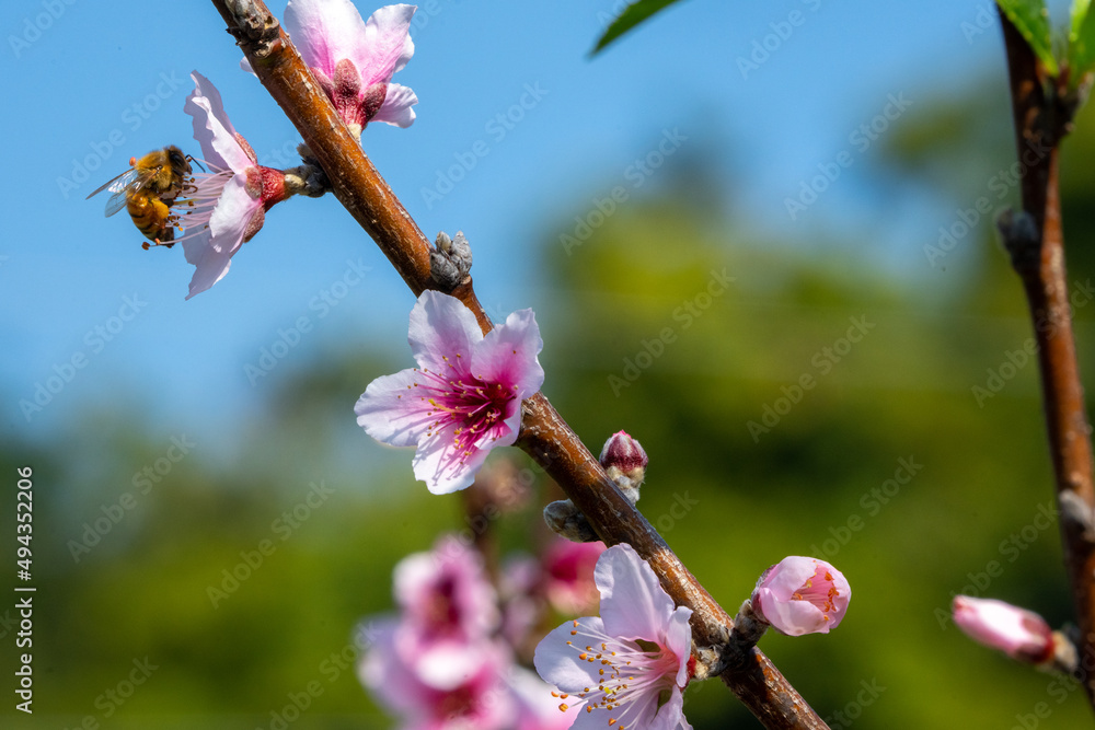 有一只蜜蜂在桃花上采花蜜。