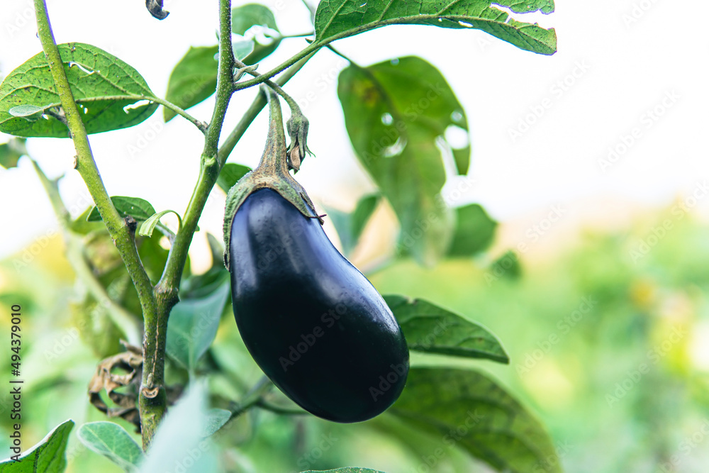 花园里生长的成熟茄子。温室里种植的茄子。农业种植园w