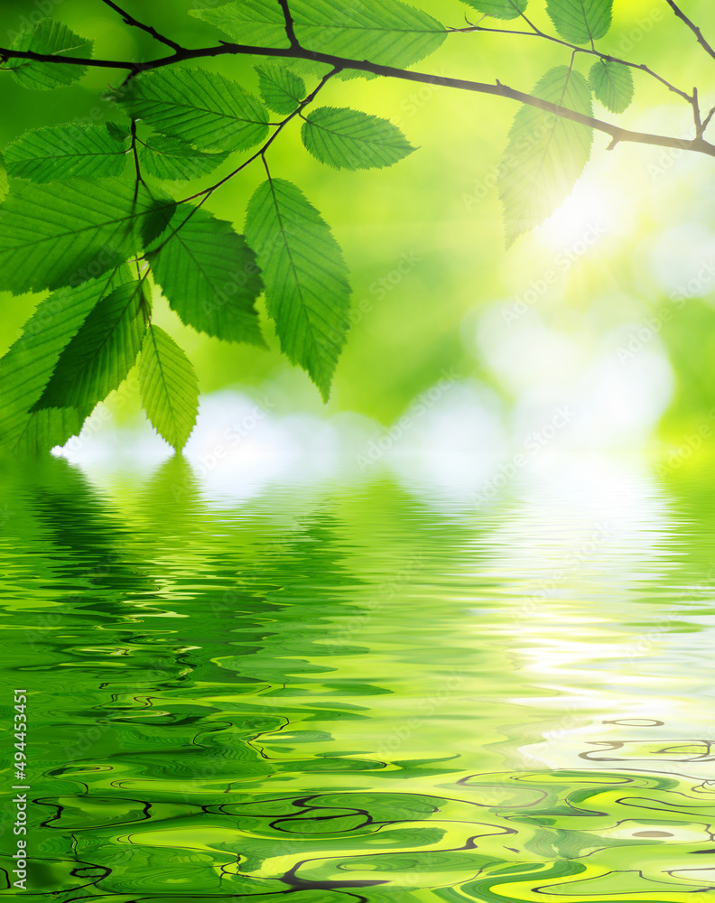 Green leaves on sun and blur tree foliage