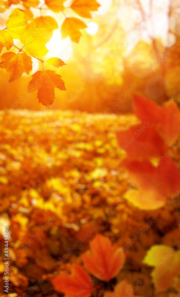 Autumn leaves on the sun.