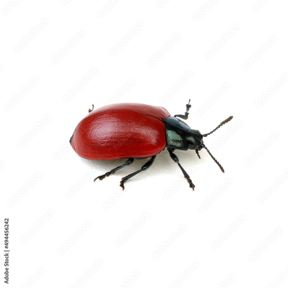 red beetle on a white