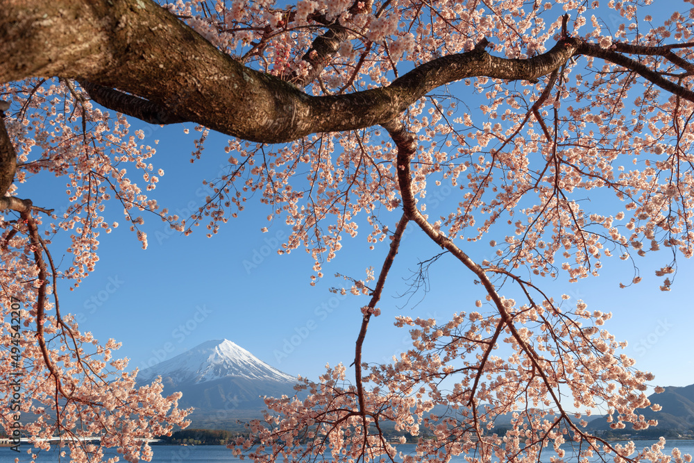 春天樱花盛开的日本川口湖富士山