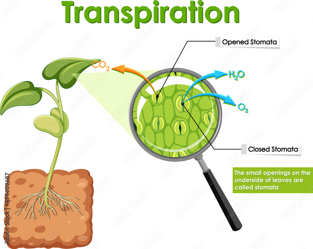 植物蒸腾作用示意图